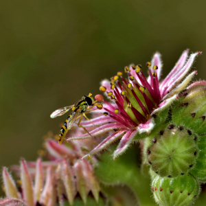 Photographie n°2519523 du taxon Sempervivum montanum L. [1753]