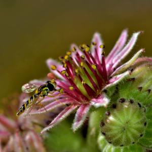 Photographie n°2519524 du taxon Sempervivum montanum L. [1753]