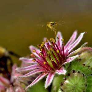 Photographie n°2519526 du taxon Sempervivum montanum L. [1753]