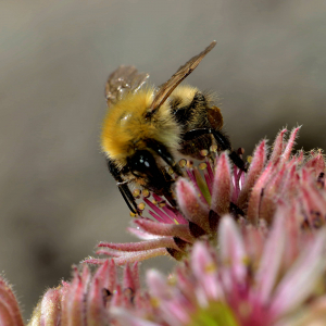 Photographie n°2519529 du taxon Sempervivum montanum L. [1753]