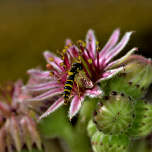 Photographie n°2519533 du taxon Sempervivum montanum L. [1753]