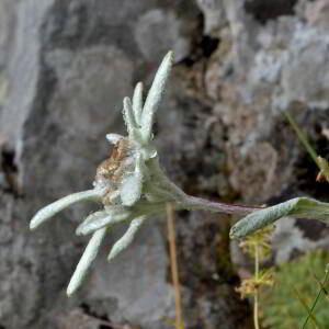 Photographie n°2519585 du taxon Leontopodium alpinum Cass. [1822]