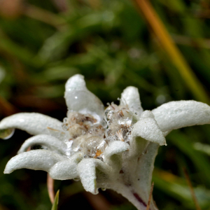 Photographie n°2519590 du taxon Leontopodium alpinum Cass. [1822]