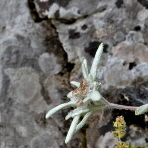 Photographie n°2519598 du taxon Leontopodium alpinum Cass. [1822]