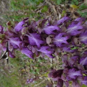 Photographie n°2519654 du taxon Himantoglossum robertianum (Loisel.) P.Delforge
