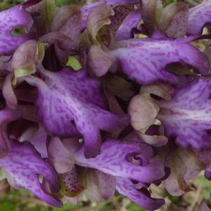 Photographie n°2519655 du taxon Himantoglossum robertianum (Loisel.) P.Delforge