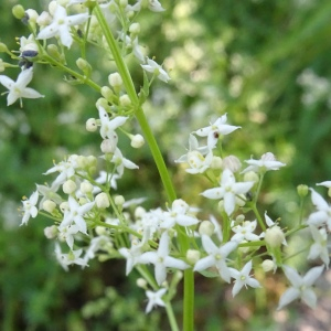 Photographie n°2519678 du taxon Galium mollugo L. [1753]