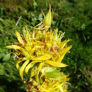 Photographie n°2519706 du taxon Gentiana lutea L.