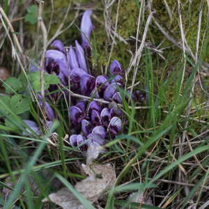 Photographie n°2519707 du taxon Lathraea clandestina L. [1753]