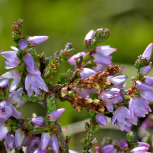 Photographie n°2519720 du taxon Calluna vulgaris (L.) Hull