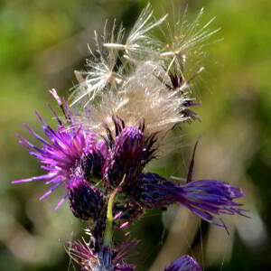 Photographie n°2519743 du taxon Cirsium palustre (L.) Scop. [1772]