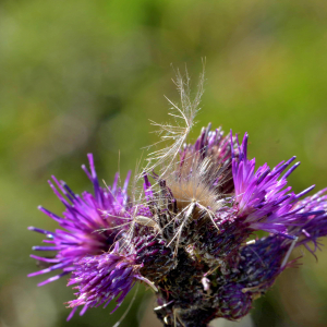 Photographie n°2519745 du taxon Cirsium palustre (L.) Scop. [1772]