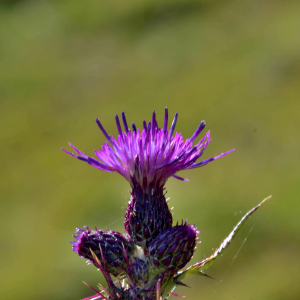 Photographie n°2519746 du taxon Cirsium palustre (L.) Scop. [1772]