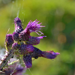 Photographie n°2519747 du taxon Cirsium palustre (L.) Scop. [1772]