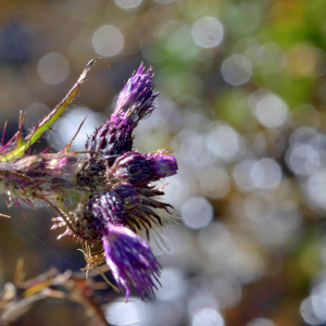 Photographie n°2519748 du taxon Cirsium palustre (L.) Scop. [1772]