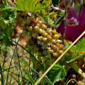 Photographie n°2519759 du taxon Cuscuta europaea L. [1753]