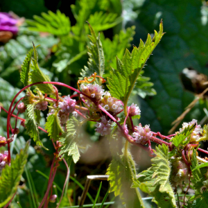 Photographie n°2519760 du taxon Cuscuta europaea L. [1753]