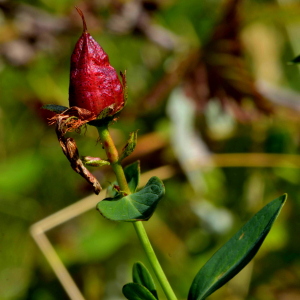 Photographie n°2519798 du taxon Hypericum richeri Vill. [1779]