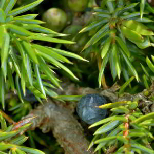 Photographie n°2519807 du taxon Juniperus communis L. [1753]