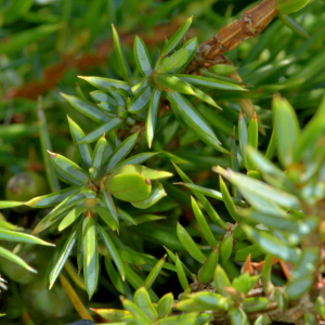 Photographie n°2519808 du taxon Juniperus communis L. [1753]