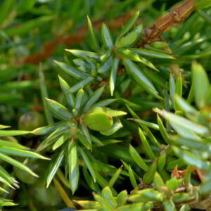 Photographie n°2519809 du taxon Juniperus communis L. [1753]