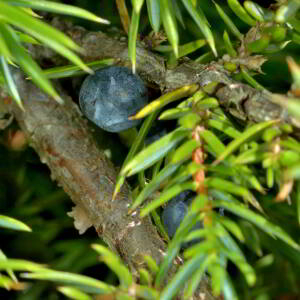 Photographie n°2519811 du taxon Juniperus communis L. [1753]