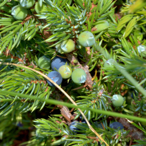 Photographie n°2519812 du taxon Juniperus communis L. [1753]