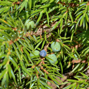 Photographie n°2519814 du taxon Juniperus communis L. [1753]