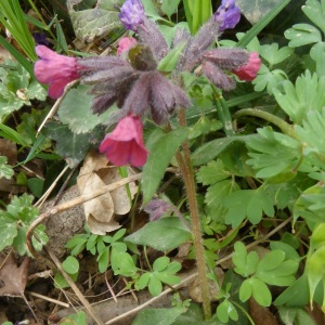 Photographie n°2519858 du taxon Pulmonaria L. [1753]