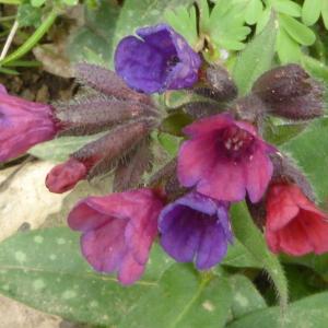 Photographie n°2519859 du taxon Pulmonaria L. [1753]