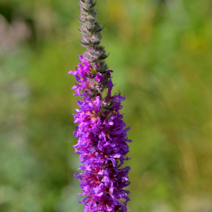 Photographie n°2519887 du taxon Lythrum salicaria L.