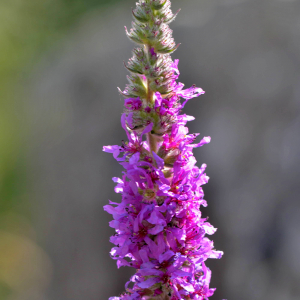 Photographie n°2519888 du taxon Lythrum salicaria L.