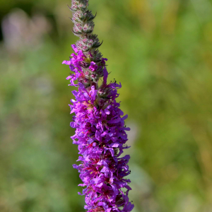 Photographie n°2519889 du taxon Lythrum salicaria L.