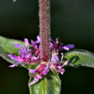 Photographie n°2519893 du taxon Lythrum salicaria L.