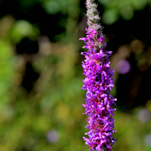 Photographie n°2519894 du taxon Lythrum salicaria L.