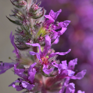 Photographie n°2519896 du taxon Lythrum salicaria L.