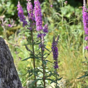 Photographie n°2519897 du taxon Lythrum salicaria L.