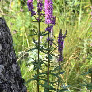 Photographie n°2519898 du taxon Lythrum salicaria L.