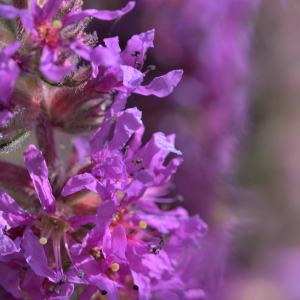 Photographie n°2519900 du taxon Lythrum salicaria L.