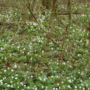 Photographie n°2519902 du taxon Anemone nemorosa L. [1753]