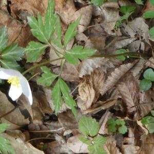 Photographie n°2519904 du taxon Anemone nemorosa L. [1753]