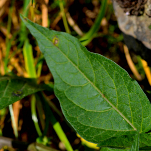 Photographie n°2519906 du taxon Solanum dulcamara L. [1753]