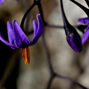 Photographie n°2519907 du taxon Solanum dulcamara L. [1753]