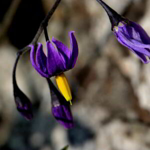 Photographie n°2519909 du taxon Solanum dulcamara L. [1753]