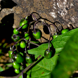 Photographie n°2519912 du taxon Solanum dulcamara L. [1753]