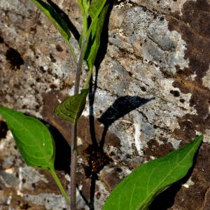 Photographie n°2519916 du taxon Solanum dulcamara L. [1753]