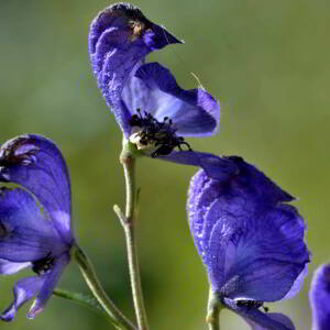 Photographie n°2519924 du taxon Aconitum napellus var. napellus