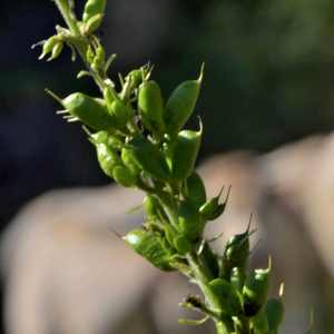 Photographie n°2519948 du taxon Aconitum variegatum L. [1753]