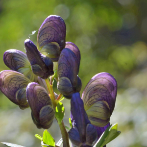 Photographie n°2519950 du taxon Aconitum variegatum L. [1753]