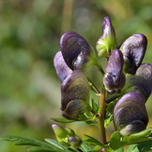 Photographie n°2519951 du taxon Aconitum variegatum L. [1753]